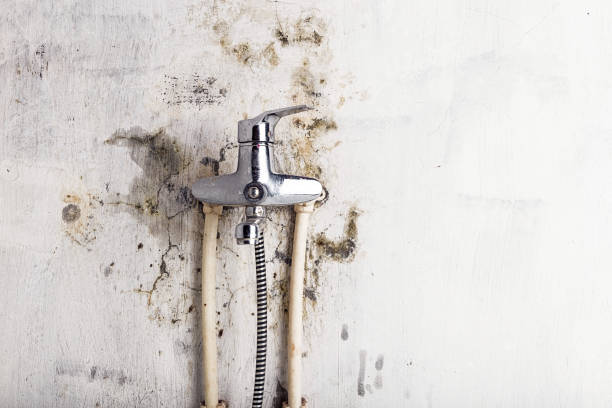 Best Mold Remediation  in Cedar Creek, TX