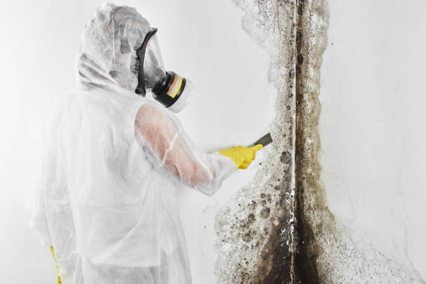 Best Mold Removal Company Near Me  in Cedar Creek, TX