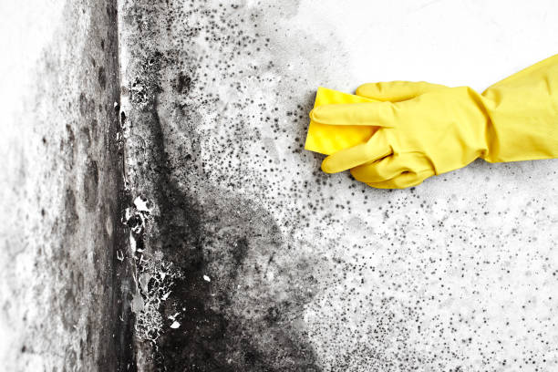 Best Best Mold Removal Companies  in Cedar Creek, TX