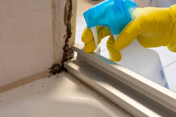 Best Emergency Mold Removal  in Cedar Creek, TX