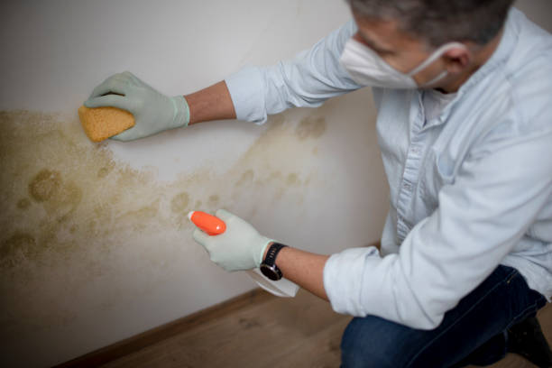 Best Mold Remediation Services  in Cedar Creek, TX