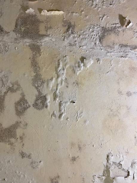 Best Attic Mold Removal  in Cedar Creek, TX