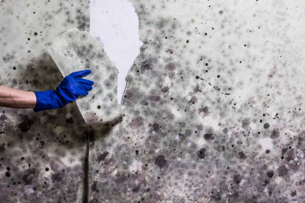 Certified Mold Removal in Cedar Creek, TX