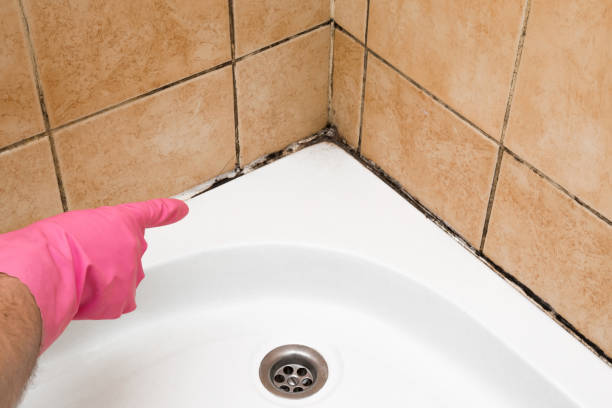 Best Affordable Mold Removal  in Cedar Creek, TX